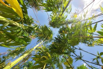 Resmi Gazete'de yayınlandı: 21 ilde kenevir üretimi yapılabilecek