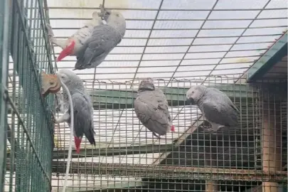 İstanbul'da kaçak yaban hayvanı operasyonu... 20 Afrika gri papağanına el konuldu