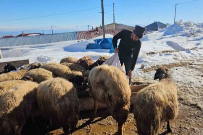 Süphan Dağı’nın eteğinde zorlu hayvancılık mücadelesi