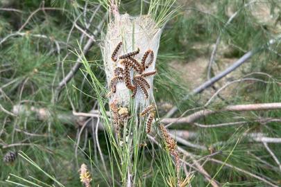 Çam kese böceğine karşı doğaya 'terminatör böcek' salındı