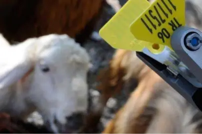 Hayvan sahiplerine aşı ve küpe ücretlerinde önemli ayar... O ücretler desteklemeden düşecek