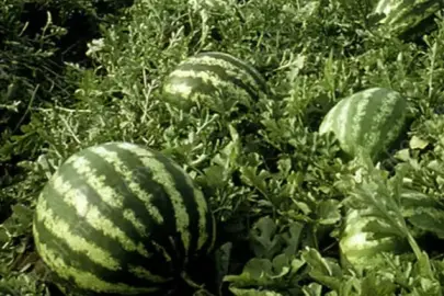 Tarım ÜFE’de yıllık artış yüzde 36,09’a ulaştı