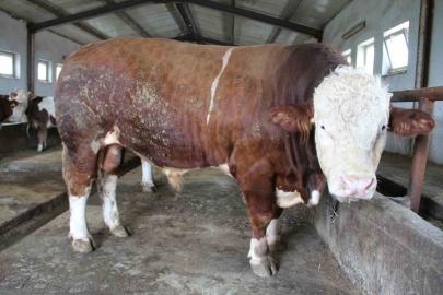 1,5 tonluk ’Tosun Paşa’ Kurban Bayramı öncesi alıcısını bekliyor