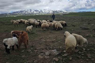 Adilcevaz’da sürüler yaylaya çıktı