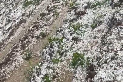 Mardin’de dolu yağışı bahçelere zarar verdi