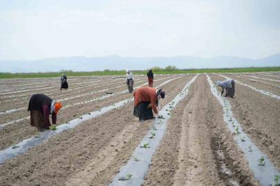 Muş’ta aromasıyla öne çıkan karpuzun ekimine başlandı