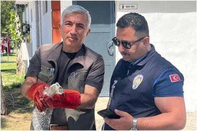 Battalgazi zabıtası bulduğu yavru baykuşu koruma altına aldı