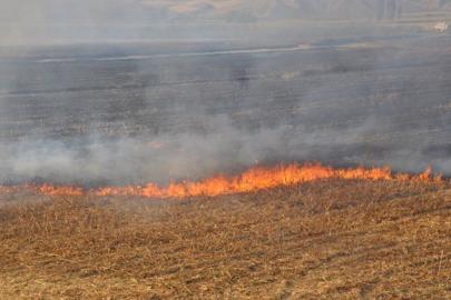 Şanlıurfa yangın çemberinde: TEMA’dan acil tedbir çağrısı
