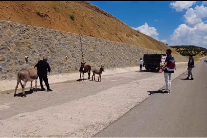 Bingöl'de başıboş bırakılan hayvanların sahiplerine ceza