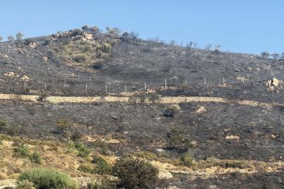 Bodrum'da otluk ve makilik alanda yangın (3)