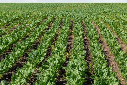 Çiftçilere 2 milyar 768 milyon liralık pancar üretim avansı ödendi