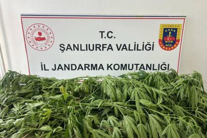 Şanlıurfa'da 35 kök kenevir ele geçirildi