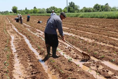 Tarımsal destek ödemeleri çiftçilerin hesaplarına aktarılacak