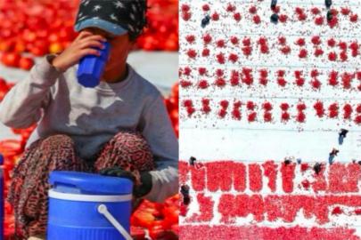 Torbalı Ovası'nda kurutulmuş domates mesaisi başladı