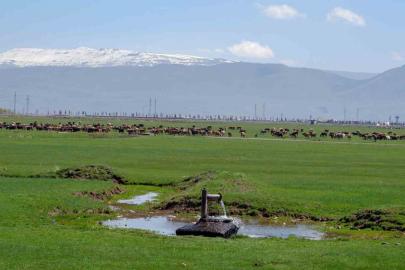 1933’te Danimarka gözünü Erzurum ve Kars’a çevirdi: Hedefleri süt üretimi yapmaktı