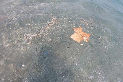 Antalya kıyılarında mikroplastik alarmı; canlıların ölümüne sebep olabiliyor