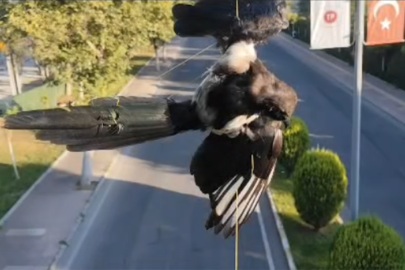 Batman'da direğe dolanan kuş kurtarıldı