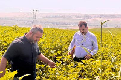 Batman'da pamukta entegre mücadele çalışmaları sürüyor