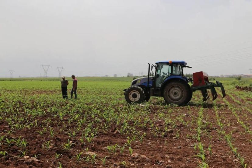 Destekleme ödemeleri çiftçilerin hesabına bugün yatacak