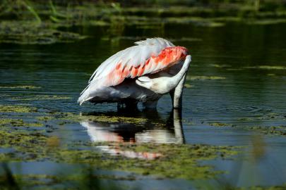 Diyarbakır’da leyleklerin arasında flamingo sürprizi