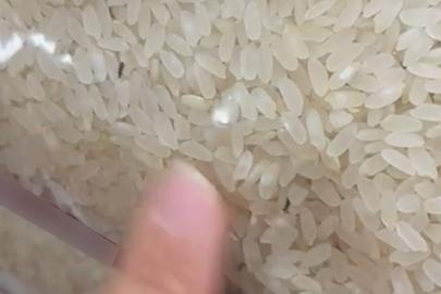 Elazığ’da paketli bir pirinç içerisinde böcekler görüntülendi