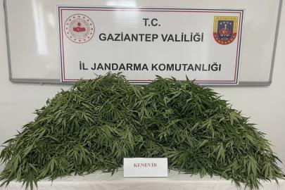 Gaziantep'te kenevir ekimi yapan 9 şüpheli yakalandı
