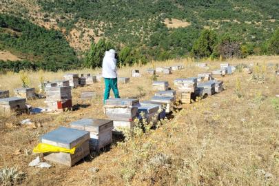 Ilgın’da arıcılık işletmeleri ve arı kolonileri kontrol ediliyor