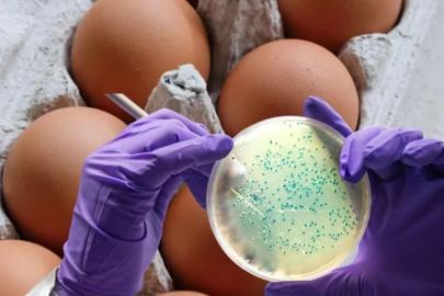 İngiltere'de salmonella salgını: 1 kişi öldü, 207 kişide virüs tespit edildi