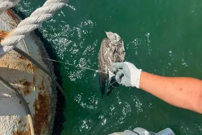 Kanadına misina dolandı... İzmir'den özgürlüğe uçuruldu
