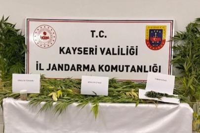 Kayseri’de 52 kök kenevir ve esrar ele geçirildi