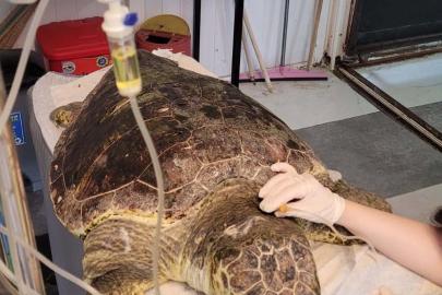 Kıyıya vuran caretta 'Enver' hayata tutundu