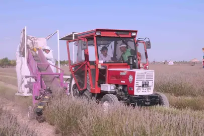 Lavantanın hikayesi başlıyor
