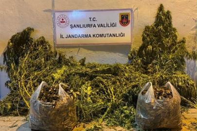Şanlıurfa'da 625 kök kenevir ele geçirildi
