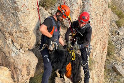 Şırnak'ta dağda mahsur kalan keçiler için ekipler seferber oldu