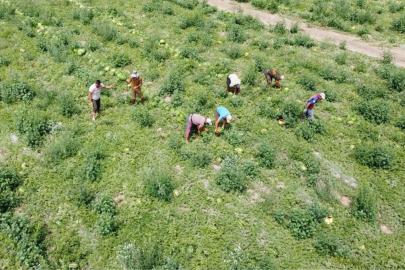 Yozgat'ta karpuz hasadı başladı