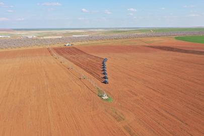 Ceylanpınar'da 123 bin dekar alanda ayçiçeği hasadı sürüyor