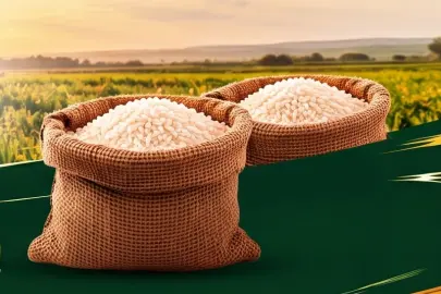 İpsala Ovası'nda hasat heyecanı