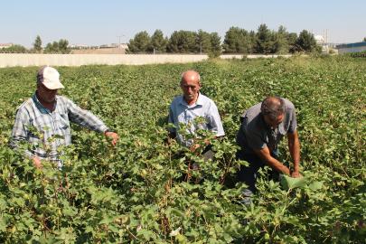 Pamuk üreticilerinden fiyat ve destekleme çağrısı