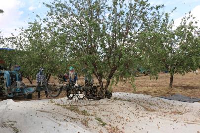 Şanlıurfa'da badem üreticisi fiyatlardan dertli: "Bu gidişle fıstığa dönebiliriz"