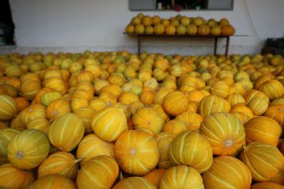 Yayla kavunu ve Ata sebzelerinde hasat heyecanı